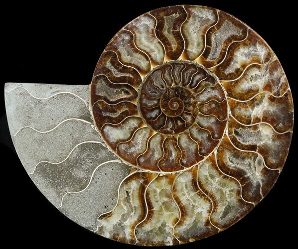 Cut Ammonite Fossil (Half) - Agatized #49893